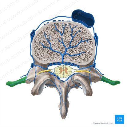Processo transverso da vértebra (Processus transversus vertebrae); Imagem: Paul Kim