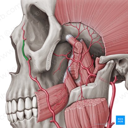 Angular artery (Arteria angularis); Image: Paul Kim