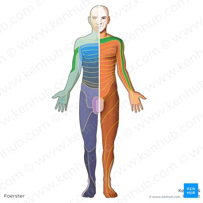 C5 dermatome (Dermatoma C5); Image: Irina Münstermann