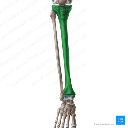 Tibia (Schienbein); Bild: Liene Znotina