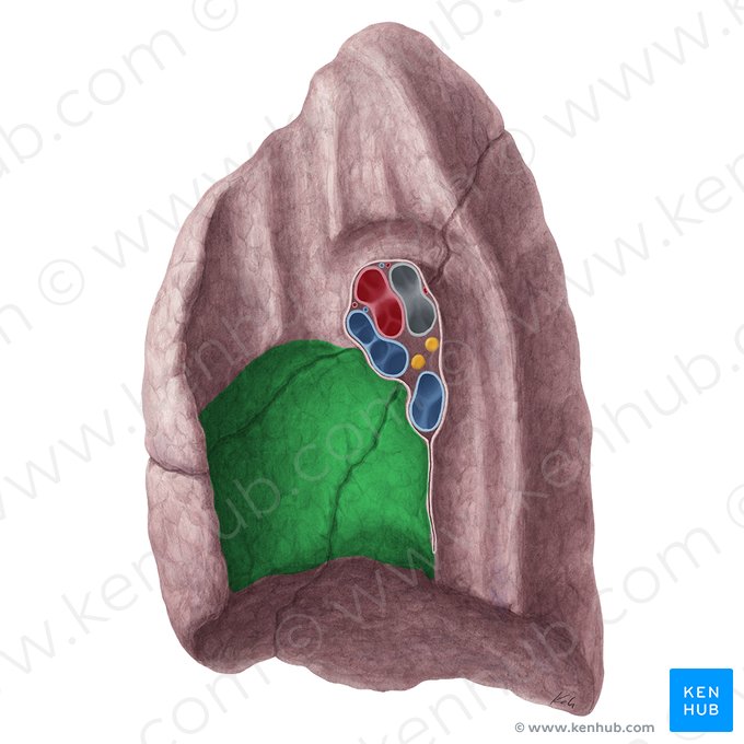 Impressão cardíaca do pulmão direito (Impressio cardiaca pulmonis dextri); Imagem: Yousun Koh