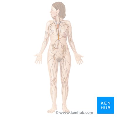 Lymphatic system anatomy