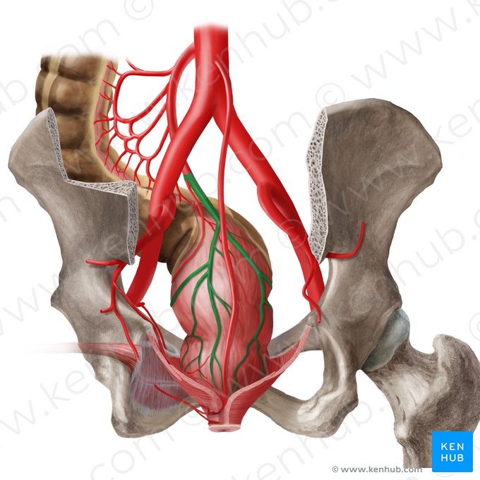 Superior anorectal artery (Arteria anorectalis superior); Image: Begoña Rodriguez