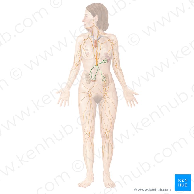 Abdominal lymph nodes (Nodi lymphoidei abdominales); Image: Begoña Rodriguez