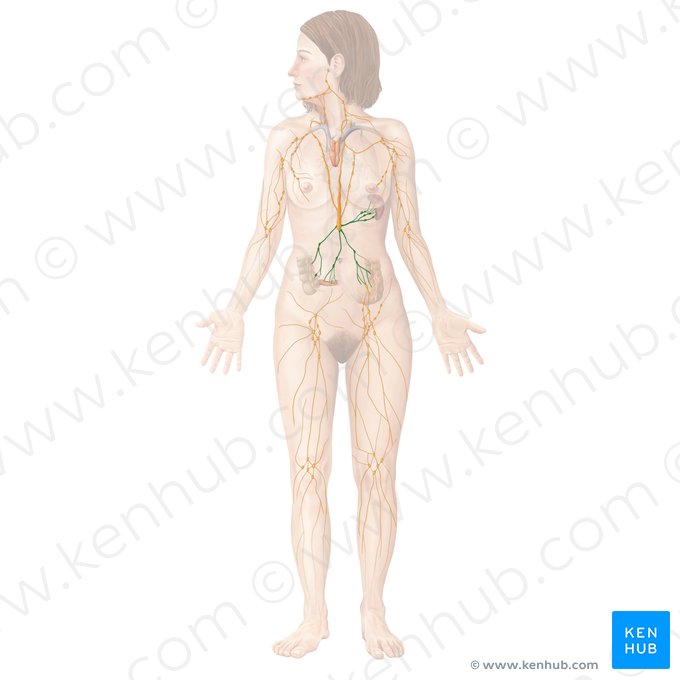 Nœuds lymphatiques abdominaux (Nodi lymphoidei abdominales); Image : Begoña Rodriguez