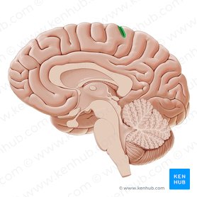 Midsagittal section of the brain: anatomy | Kenhub