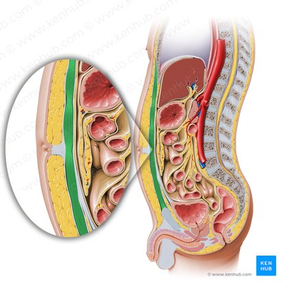 Músculo reto do abdome (Musculus rectus abdominis); Imagem: Paul Kim