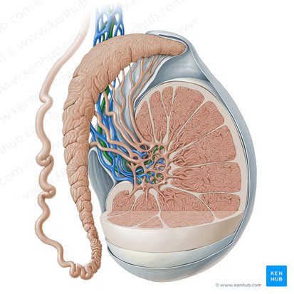 Arteria testicularis (Hodenarterie); Bild: Paul Kim