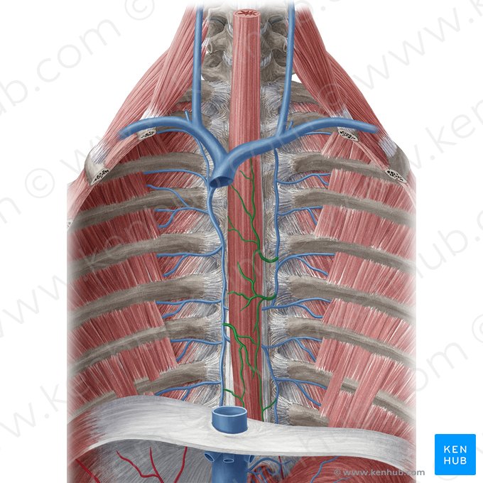 Veias esofágicas (Venae oesophageales); Imagem: Yousun Koh