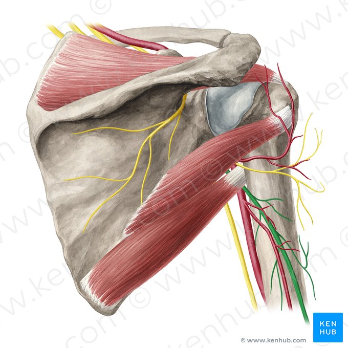 Nervo radial (Nervus radialis); Imagem: Yousun Koh