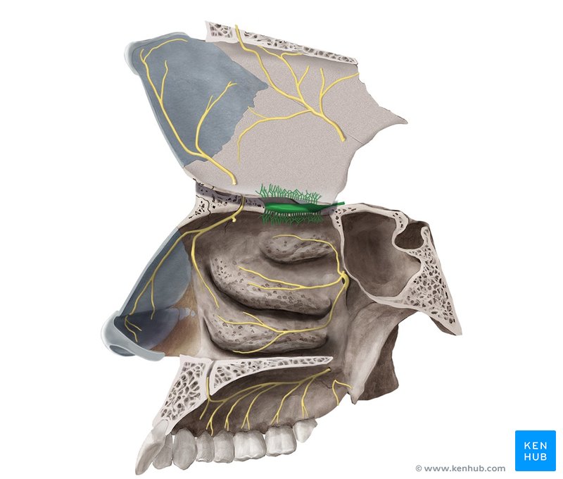 Olfactory nerve - medial view