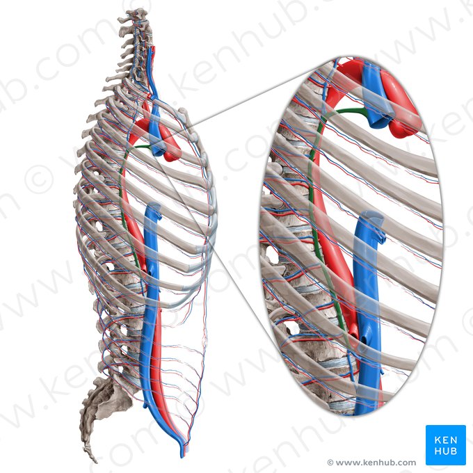 Azygos vein (Vena azygos); Image: Paul Kim