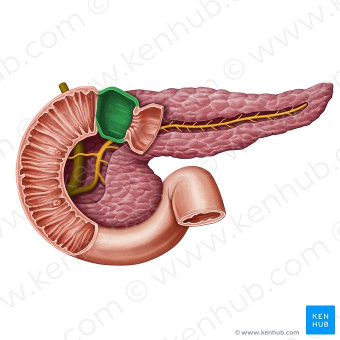 Superior part of duodenum (Pars superior duodeni); Image: Irina Münstermann