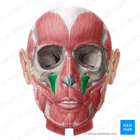 Músculo levantador do ângulo da boca (Musculus levator anguli oris); Imagem: Yousun Koh