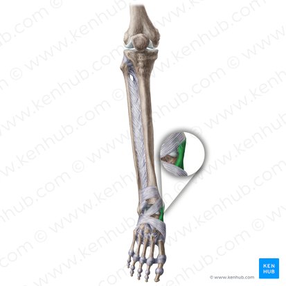 Medial collateral ligament of ankle joint (Ligamentum collaterale mediale tali); Image: Liene Znotina