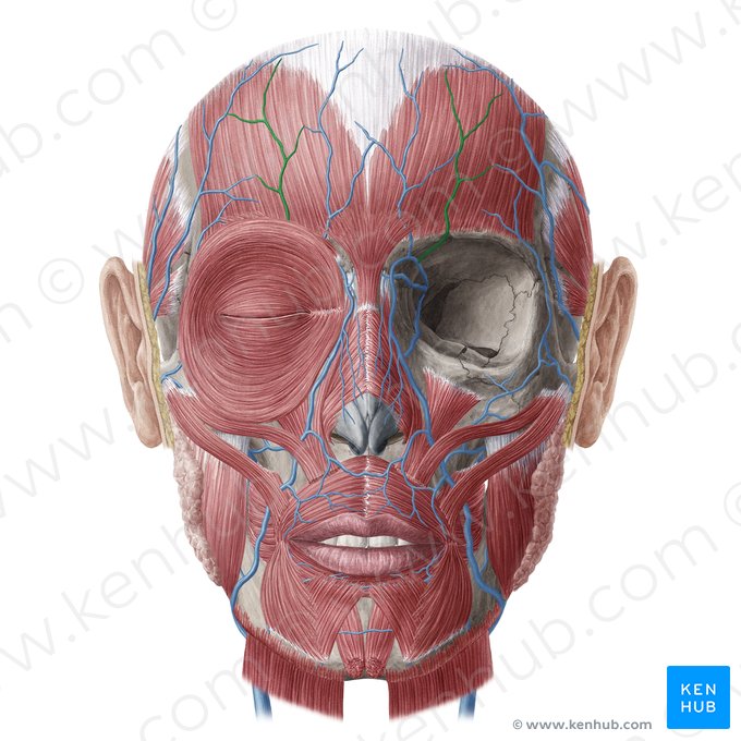 Veia supraorbital (Vena supraorbitalis); Imagem: Yousun Koh