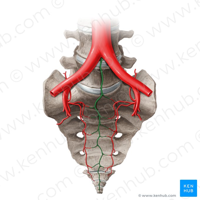 Arteria sacralis mediana (Mittige Kreuzbeinarterie); Bild: Paul Kim