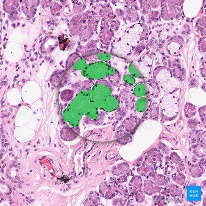 Mucous glands (Glandulae mucosae); Image: 