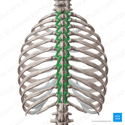 Músculos rotadores curto e longo (Musculi rotatores breves et longi); Imagem: Yousun Koh