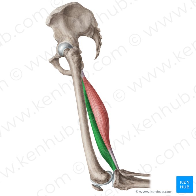 Músculo semimembranáceo (Musculus semimembranosus); Imagem: Liene Znotina