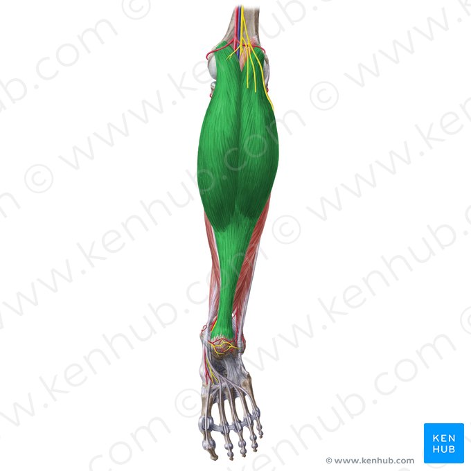 Músculo gastrocnêmio (Musculus gastrocnemius); Imagem: Liene Znotina