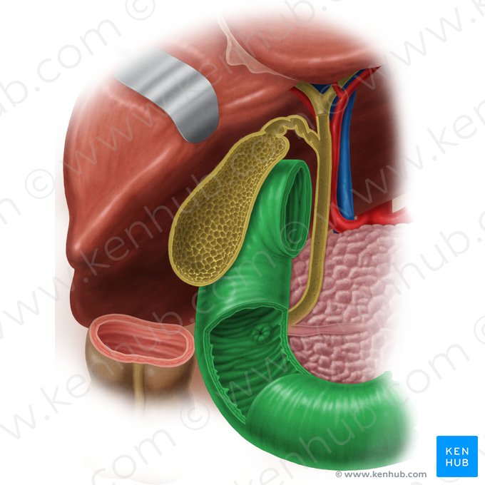 Duodénum (Duodenum); Image : Samantha Zimmerman