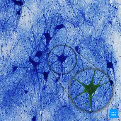 Neurônio multipolar (Neuron multipolare); Imagem: 