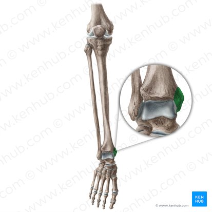 Maléolo medial da tíbia (Malleolus medialis tibiae); Imagem: Liene Znotina