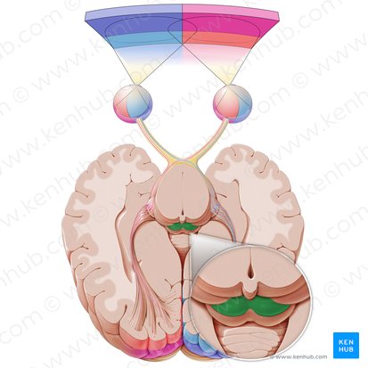 Colliculus superior (Oberer Hügel); Bild: Paul Kim