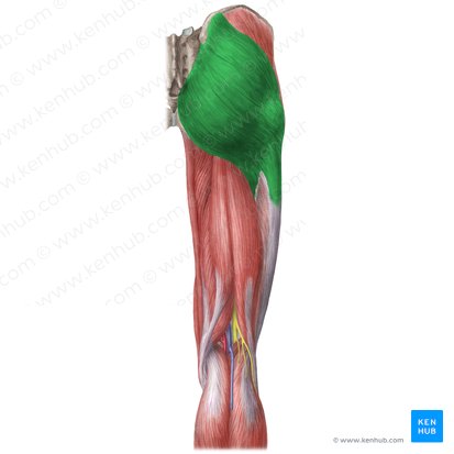Gluteus maximus muscle (Musculus gluteus maximus); Image: Liene Znotina