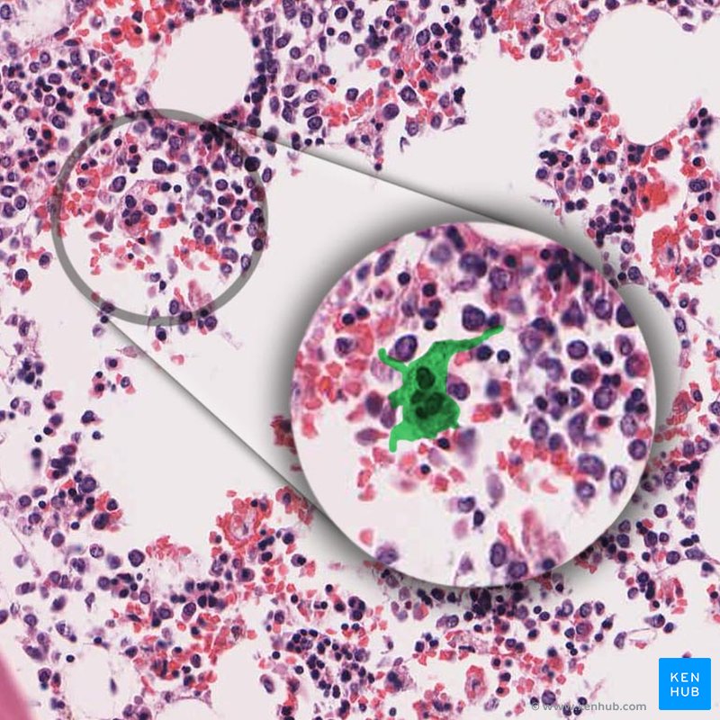Macrophage - histological slide