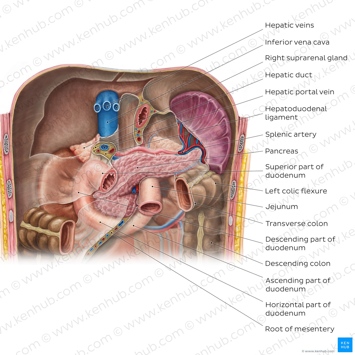 Pancreas in situ