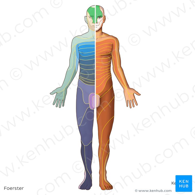 Dermátomo V1 (Dermatoma V1); Imagem: Irina Münstermann