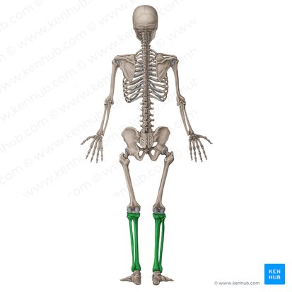 Leg (Crus); Image: Irina Münstermann