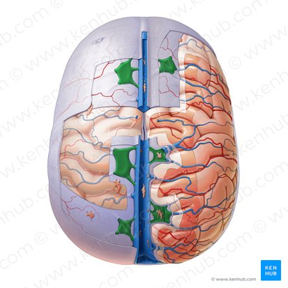 Lateral lacunae of superior sagittal sinus (Lacunae laterales sinus sagittalis superioris); Image: Paul Kim