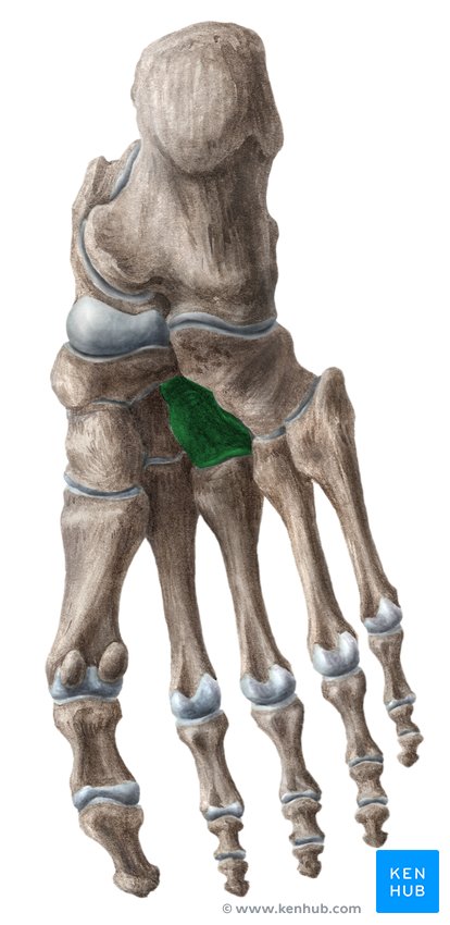 Lateral cuneiform bone - lateral-right view