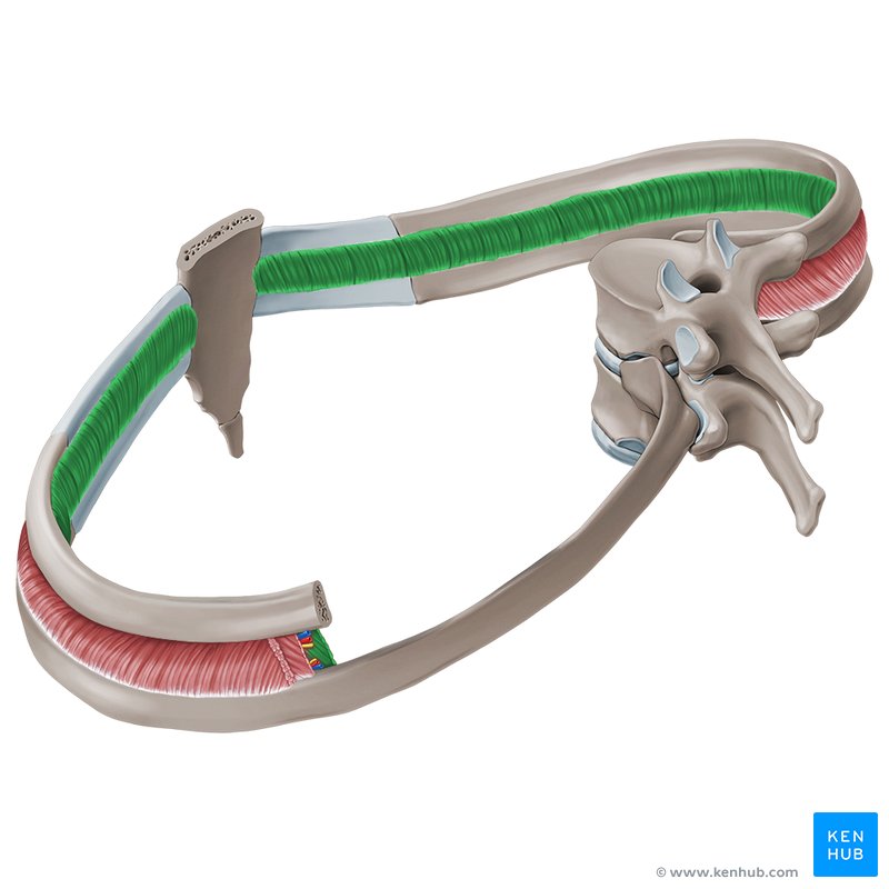 Innermost intercostal muscles (Musculi intercostales intimi)