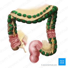 Colon: Anatomy, histology, composition, function | Kenhub