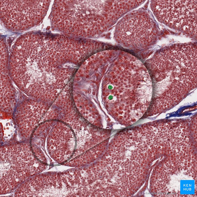 Sertoli cells - histological slide