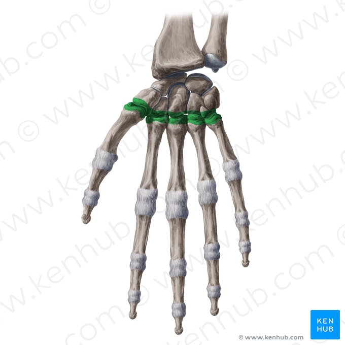 Carpometacarpal joints (Articulationes carpometacarpeae); Image: Yousun Koh