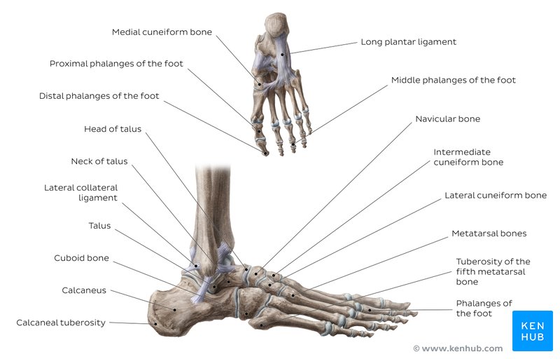 Labeled diagram of the bones and ligaments of the foot.