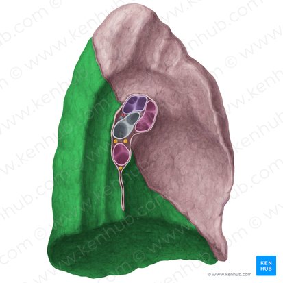 Inferior lobe of left lung (Lobus inferior pulmonis sinistri); Image: Yousun Koh