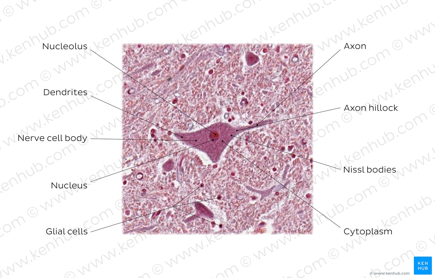 Multipolar neuron. Stain: Hematoxylin-Eosin. High magnification.