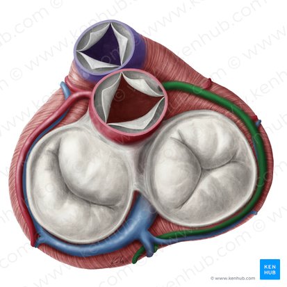 Right coronary artery (Arteria coronaria dextra); Image: Yousun Koh