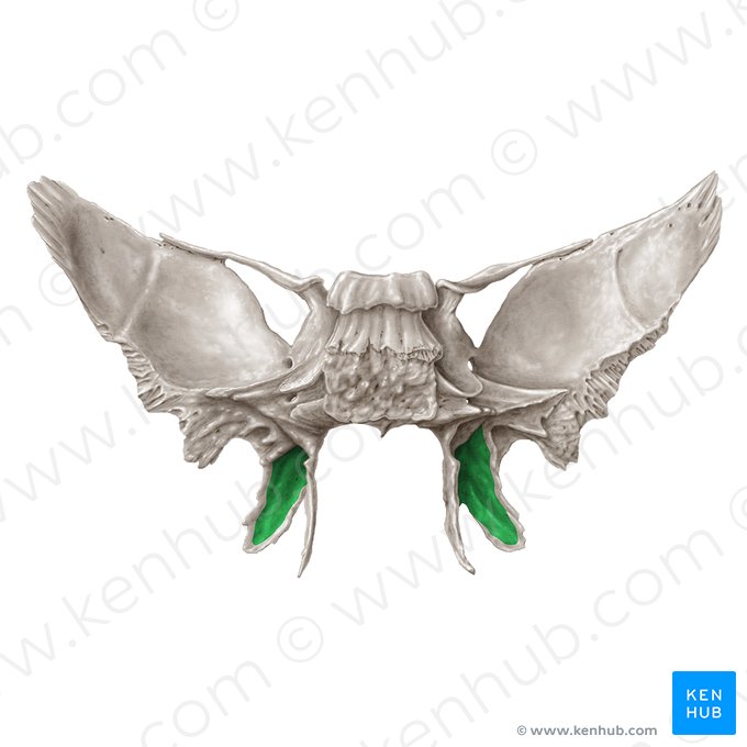 Fossa pterygoidea ossis sphenoidalis (Flügelgrube des Keilbeins); Bild: Samantha Zimmerman