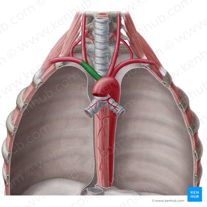 Truncus brachiocephalicus (Arm-Kopf-Gefäßstamm); Bild: Yousun Koh