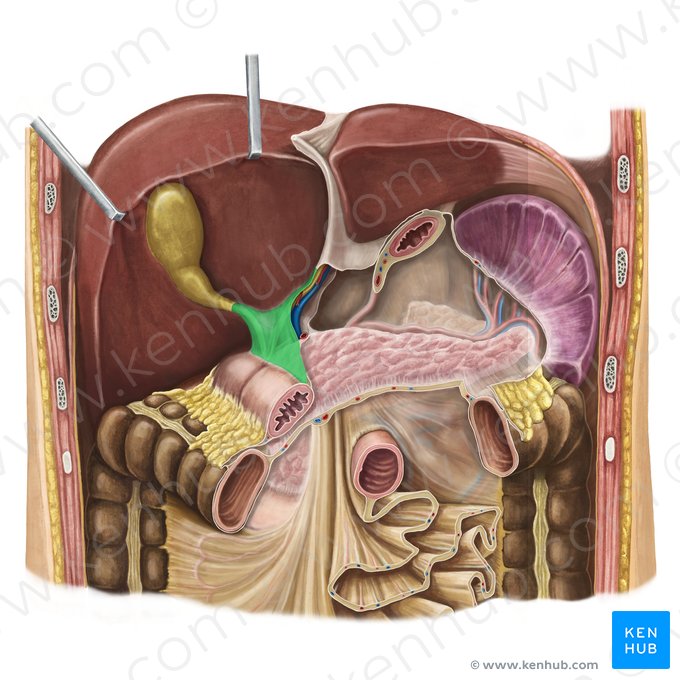 Ligamento hepatoduodenal (Ligamentum hepatoduodenale); Imagen: Irina Münstermann