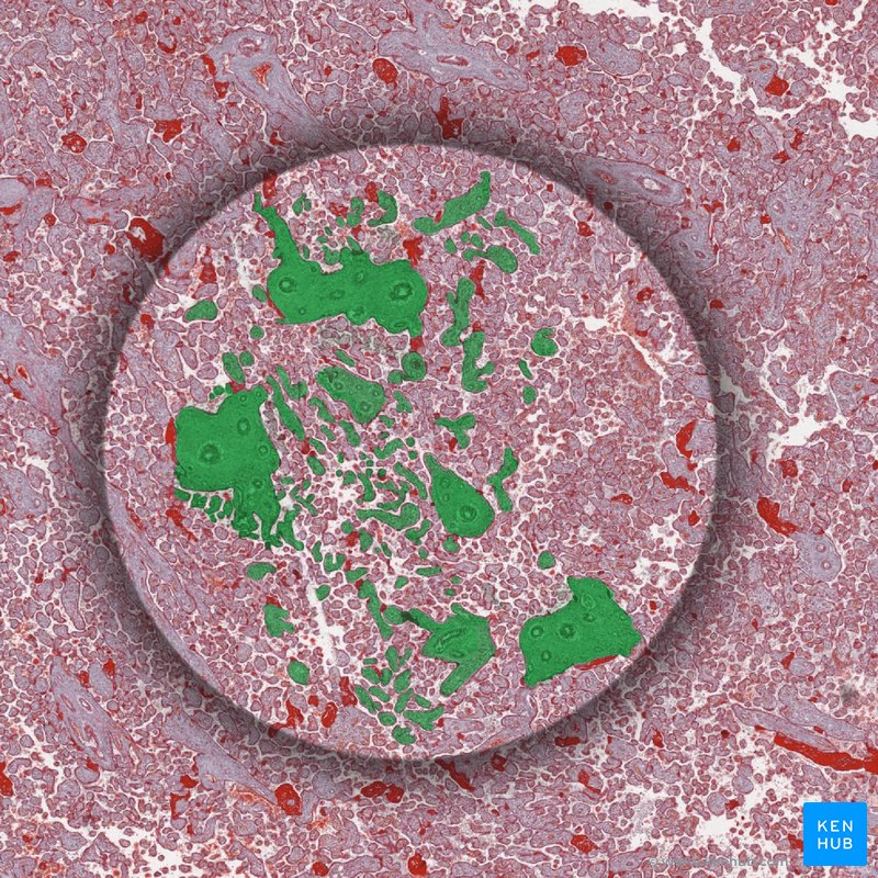 Chorionic villi - histological slide