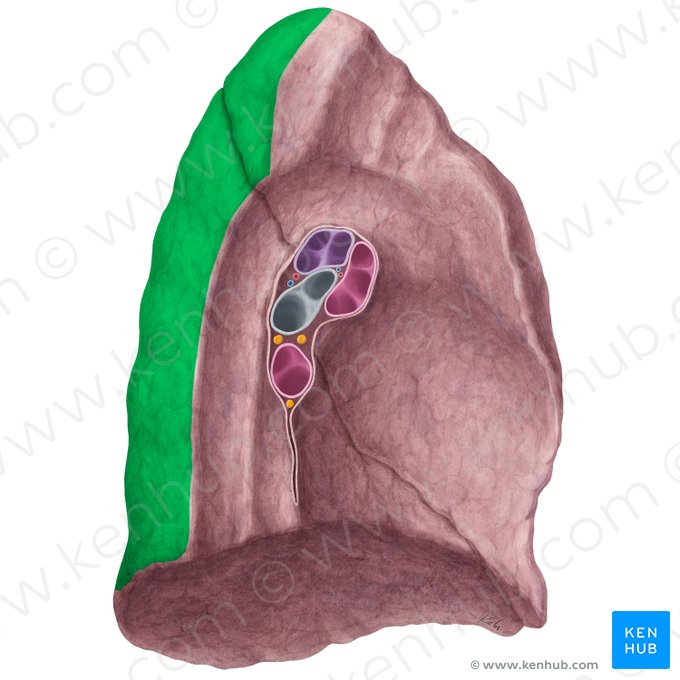 Vertebral surface of left lung (Facies vertebralis pulmonis sinistri); Image: Yousun Koh