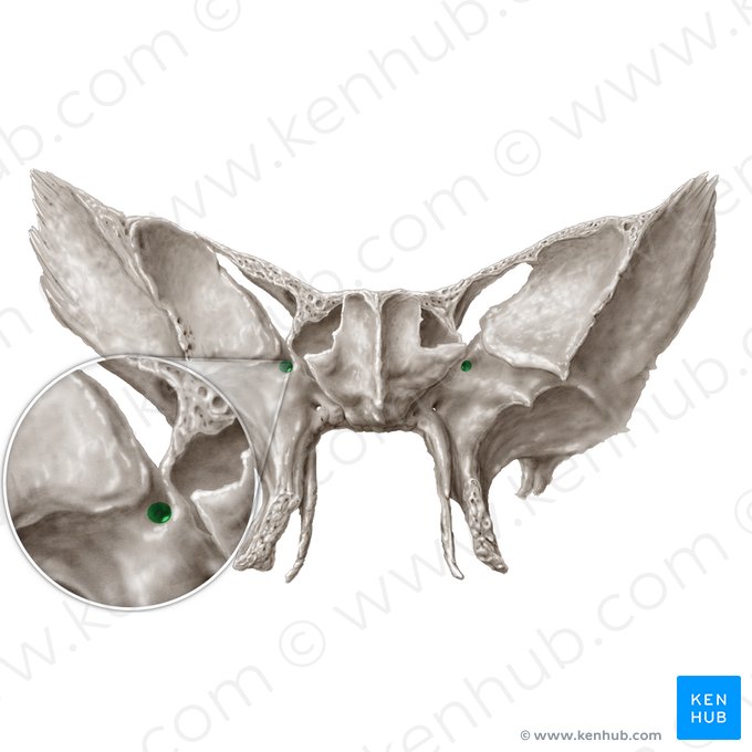 Foramen rotundum (Rundes Loch); Bild: Samantha Zimmerman